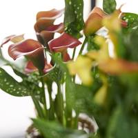 Zantedeschia