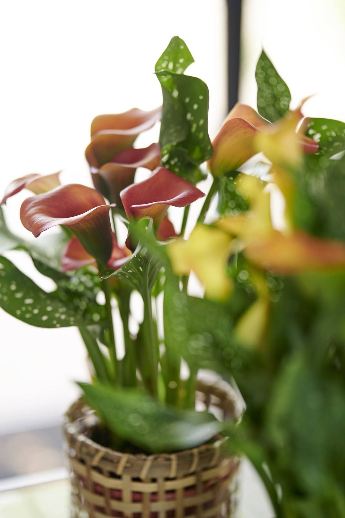 Zantedeschia_thumbnail