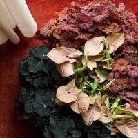 Begonia BD 'Beleaf Amber Love' - Begonia BD 'MagicColours dark Mambo' -Syngonium Pink diamond