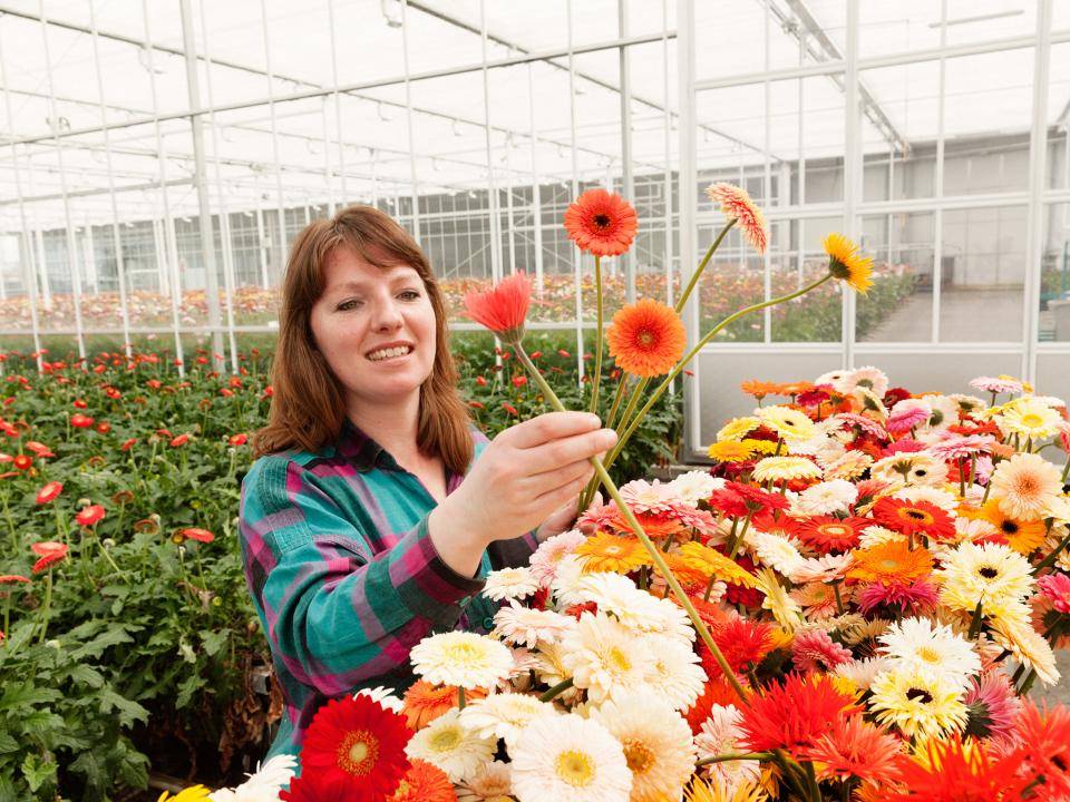 Susanne Vuyk, bloemist NIChE in Rotterdam in de kas van kwekerij Holstein
